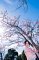 t_DSC_5811.jpg
